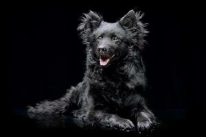 Studio shot of an adorable Mudi dog photo