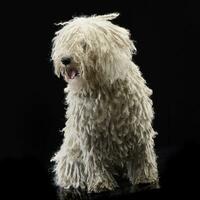 Studio shot of an adorable Puli photo