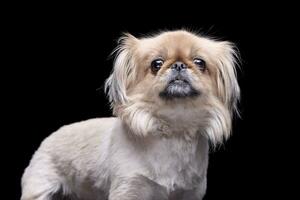 Studio shot of an adorable Pekingese dog photo