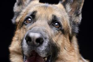 Close Portrait of an adorable german shepherd dog photo