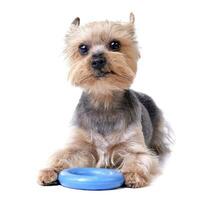 A cute Yorkshire Terrier with a blue rubber ring photo