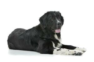 Studio shot of an adorable mixed breed dog photo