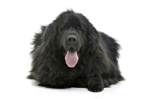 Studio shot of an adorable Newfoundland dog photo