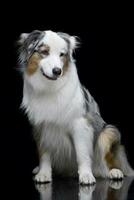 Studio shot of an adorable Australian shepherd photo