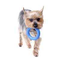 A cute Yorkshire Terrier with a blue rubber ring photo