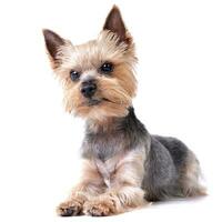 Studio shot of a cute Yorkshire Terrier photo