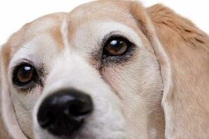 Close portrait of an adorable beagle photo