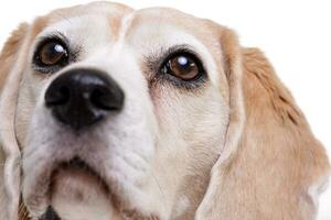 Close portrait of an adorable beagle photo