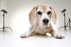 Studio shot of an adorable beagle photo