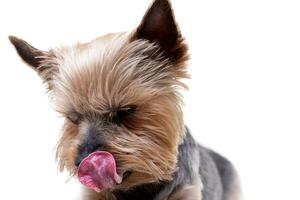 A cute Yorkshire Terrier licking his lips photo