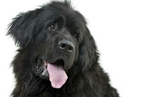 Portrait of an adorable Newfoundland dog photo