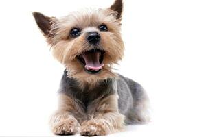 Studio shot of a cute Yorkshire Terrier photo