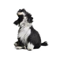 Studio shot of an adorable Tibetan Terrier sitting and shaking her head photo
