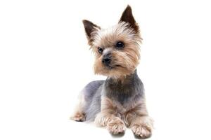 estudio Disparo de un linda Yorkshire terrier foto