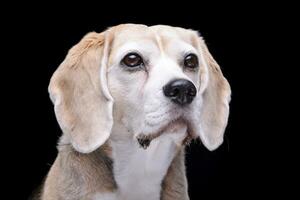 Portrait of an adorable beagle photo