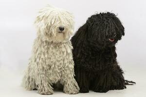 Studio shot of two adorable Puli photo