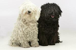 Studio shot of two adorable Puli photo