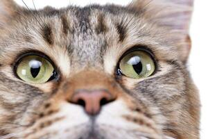 Close portrait of an adorable tabby cat photo