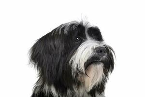 Portrait of an adorable Tibetan Terrier looking curiously photo