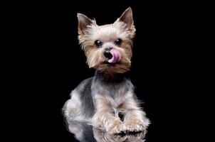 Studio shot of a cute Yorkshire Terrier photo