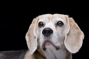 Portrait of an adorable beagle photo