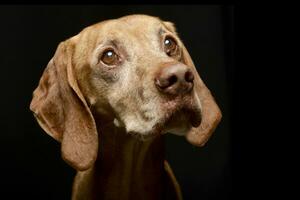 retrato de un adorable húngaro vizsla foto