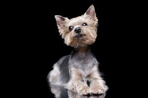 Studio shot of a cute Yorkshire Terrier photo