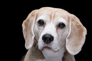 Portrait of an adorable beagle photo