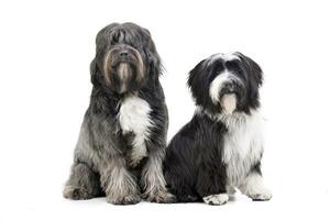 Studio shot of two adorable Tibetian terrier photo