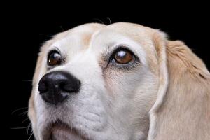 Close portrait of an adorable beagle photo