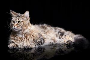 Studio shot of an adorable tabby cat photo