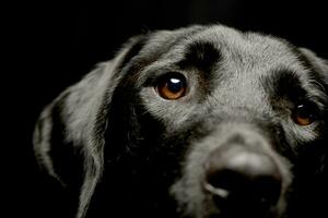 retrato de un adorable mezclado raza perro foto