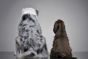 The back of an English Cocker Spaniel and an Australian shepherd photo