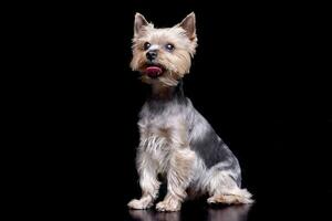 Studio shot of a cute Yorkshire Terrier photo