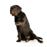 Studio shot of an adorable Labrador retriever photo