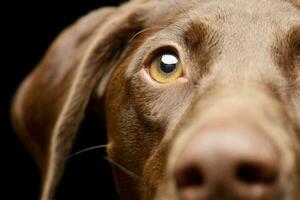 retrato de un adorable mezclado raza perro foto