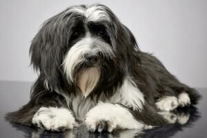 estudio Disparo de un adorable tibetano terrier foto