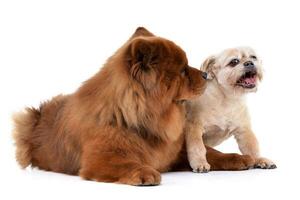 Studio shot of an adorable Havanese and a Chow Chow photo