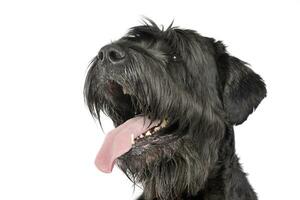 retrato de un adorable negro ruso terrier foto