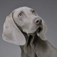 retrato de un adorable Weimaraner foto