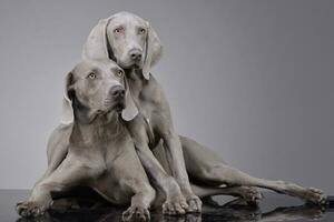 Studio shot of two adorable Weimaraner photo