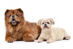 Studio shot of an adorable Havanese and a Chow Chow photo