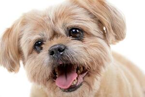 retrato de un adorable perro chino perro chino foto