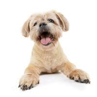 Studio shot of an adorable Chow Chow photo