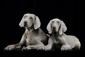 Studio shot of two adorable Weimaraner photo