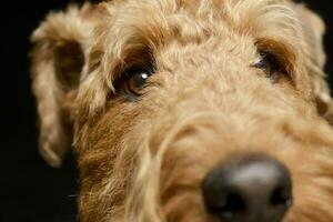 Portrait of an adorable Airedale terrier photo