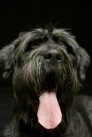 Portrait of an adorable Black Russian Terrier photo