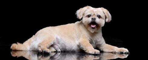 estudio Disparo de un adorable perro chino perro chino foto