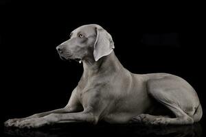 Studio shot of an adorable Weimaraner photo