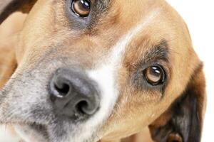 retrato de un adorable Staffordshire terrier foto